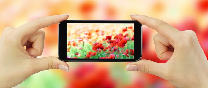 smartphone taking pic of flowers smartphone taking pic of flowers
