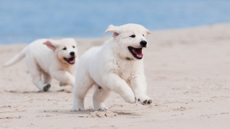 shutterstock_171498638 (1) shutterstock_171498638 (1)