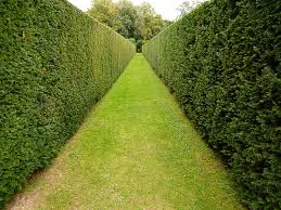 Hedge Hedge