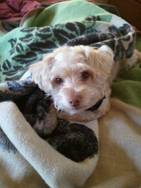 Pet Friendly Hotels Pet hotels, pet policy
