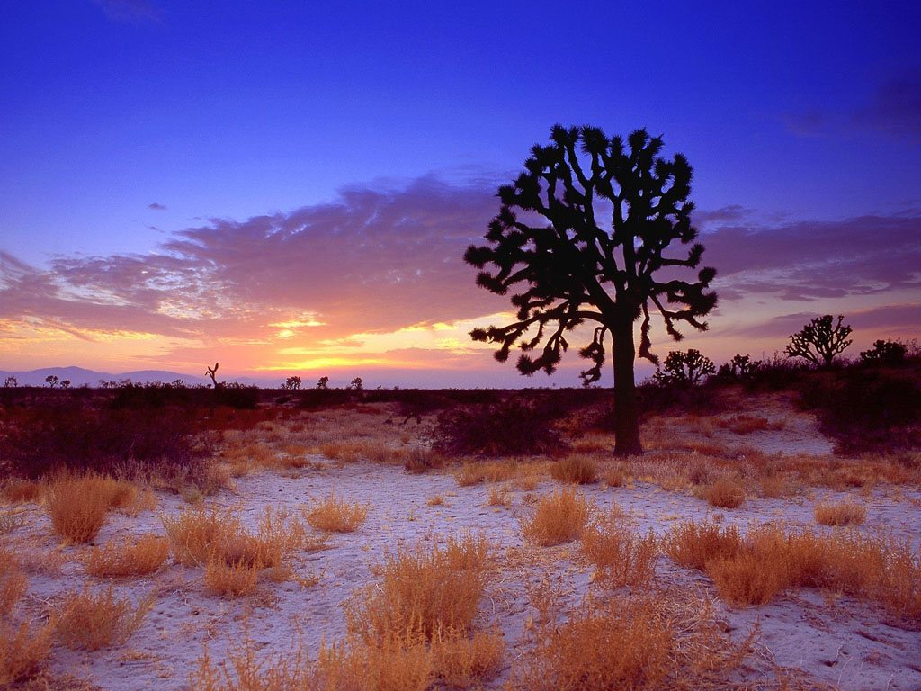 Mojave Mojave