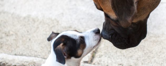 Ten Best Cities to Have a Dog