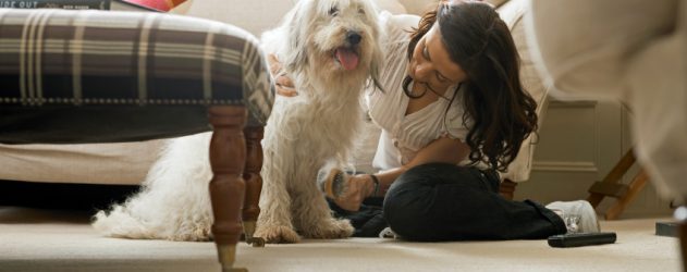 PetSmart Black Friday 2013 Ad