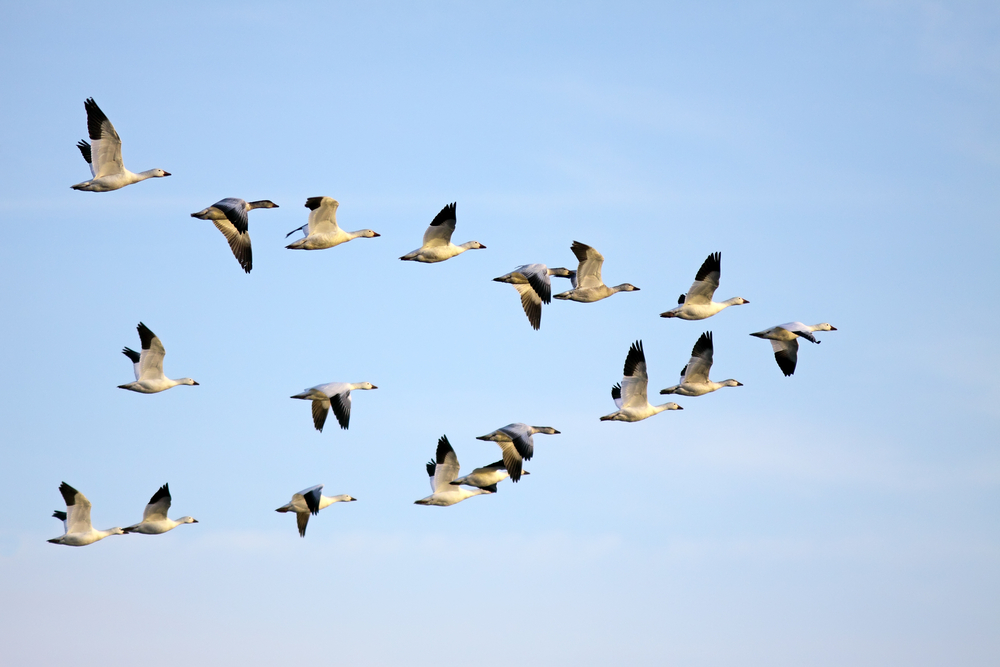 shutterstock_72399934
