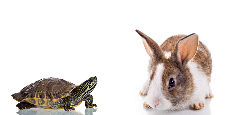 tortoise and hare