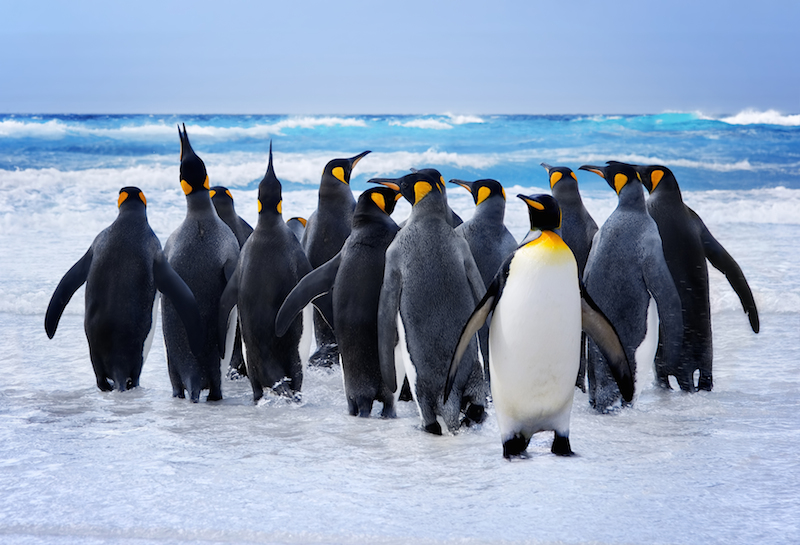 Penguins and difference