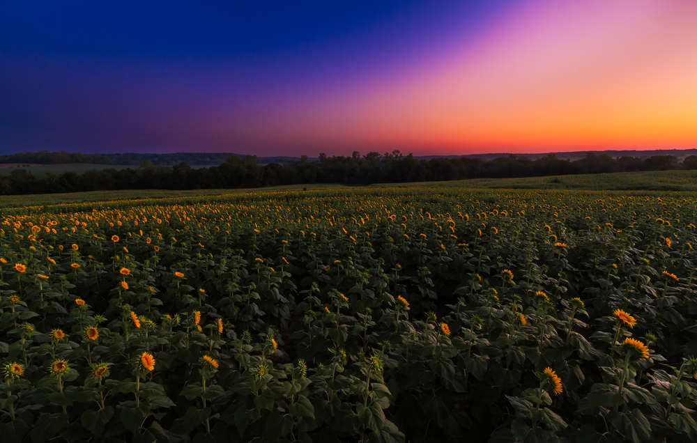 best cities for young families in kansas