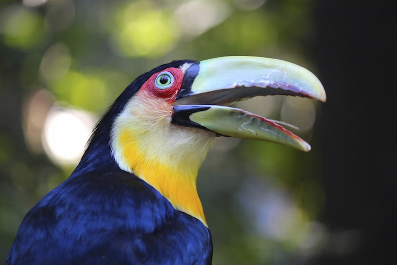 Best Credit Card Offers to Help Me Travel to South America