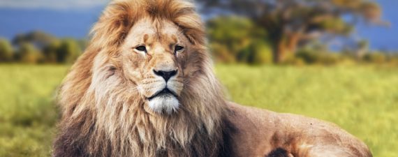 Credit card offers for travel to Africa