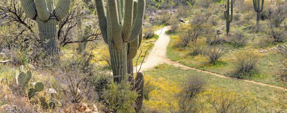 Best Cities for Young Families in Arizona
