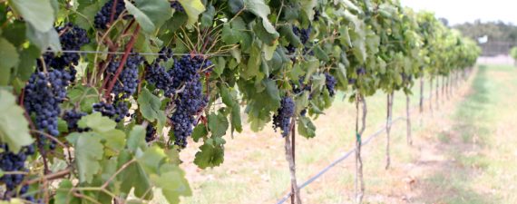 Texas Hill Country Wineries Growing in Popularity