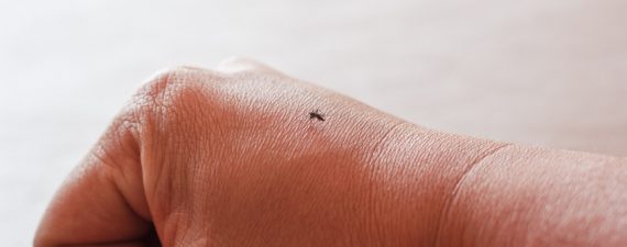 Mosquito Wristband Doesn't Work