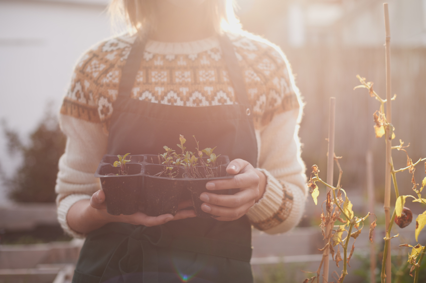 5 Investing Tips From Your Garden