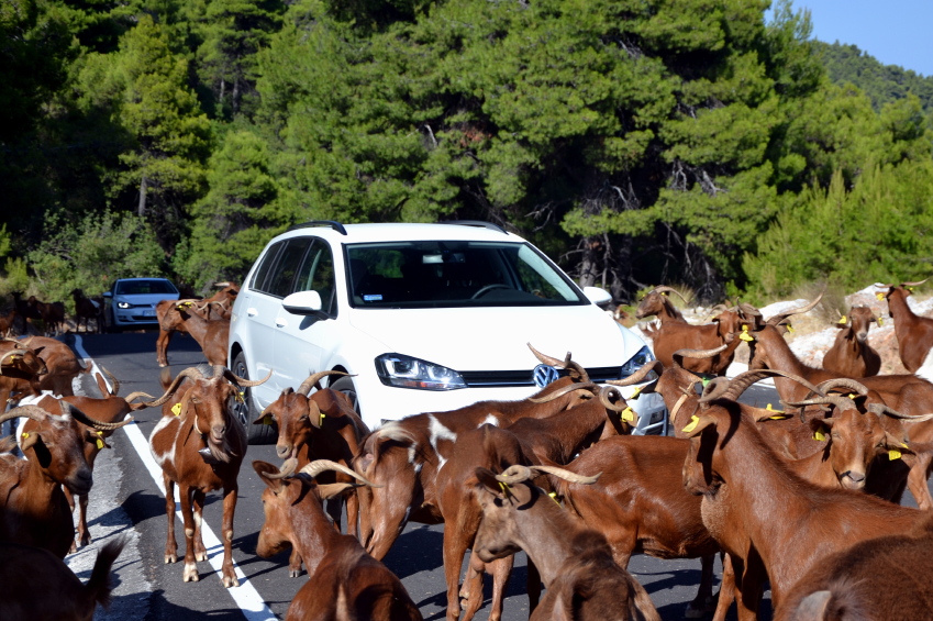 auto insurance quotes