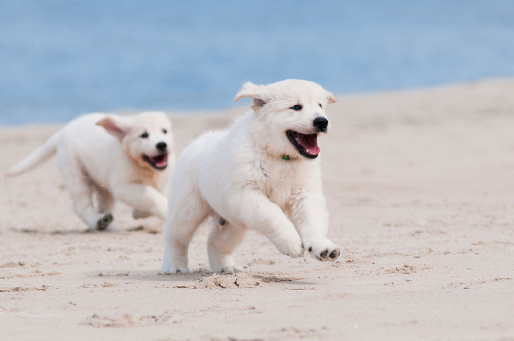 shutterstock_171498638 (1)