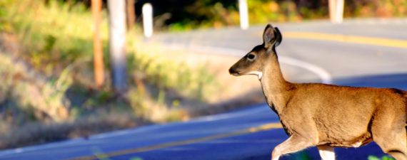 car insurance deer season