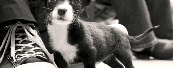 How to Provide for a Pet After You're Gone