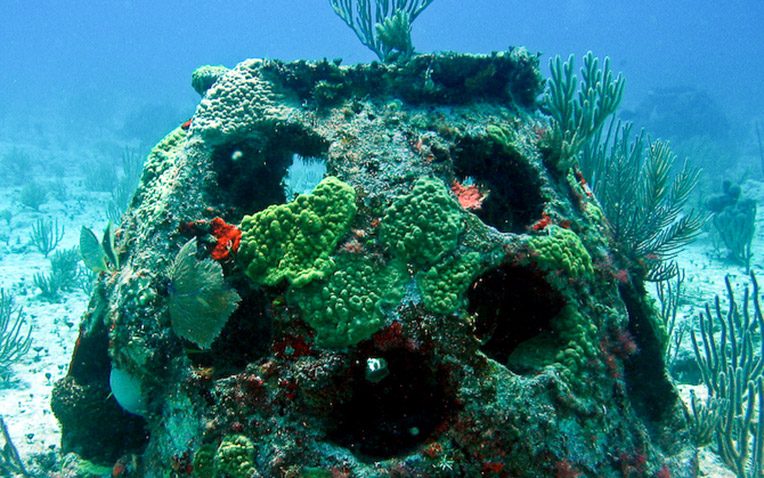 Your own marine reef