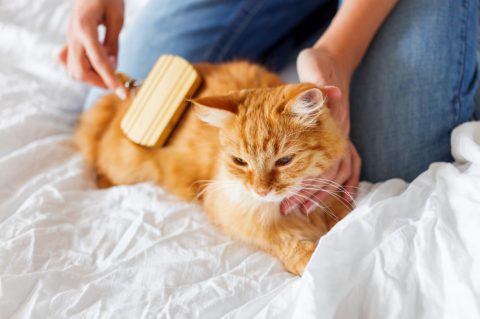 pet-grooming