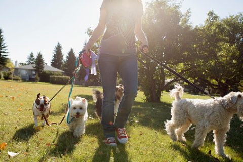 Pet walking